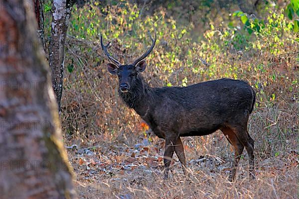 Sambar