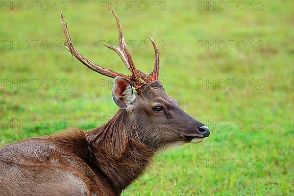 Sambar