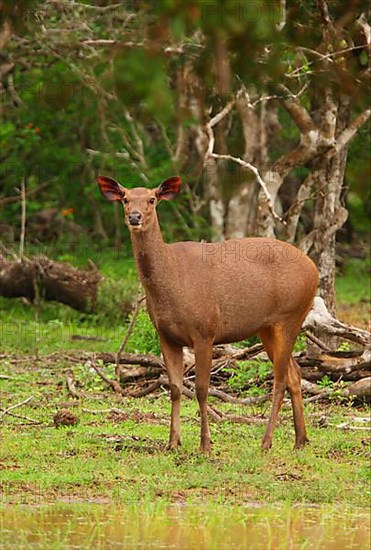 Sambar deer