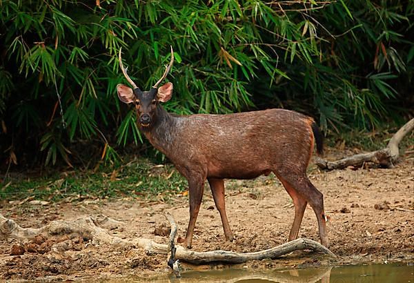 Sambar deer