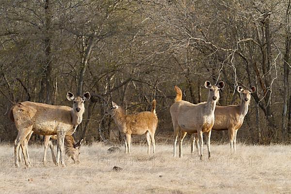 Sambar deer