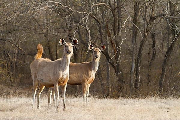 Sambar deer