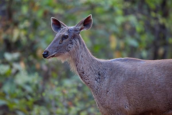 Sambar deer