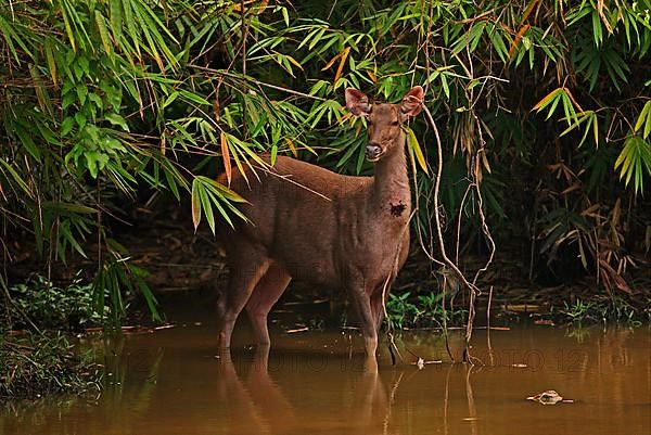 Sambar deer