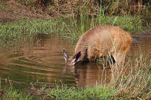 Sambar