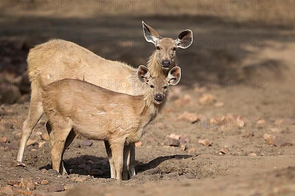 Sambar deer