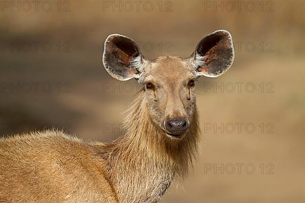 Sambar deer