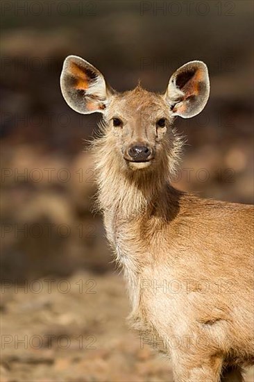 Sambar deer