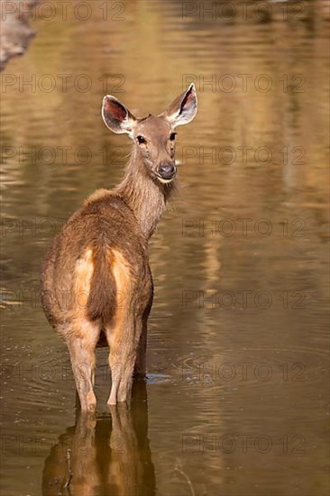 Sambar deer