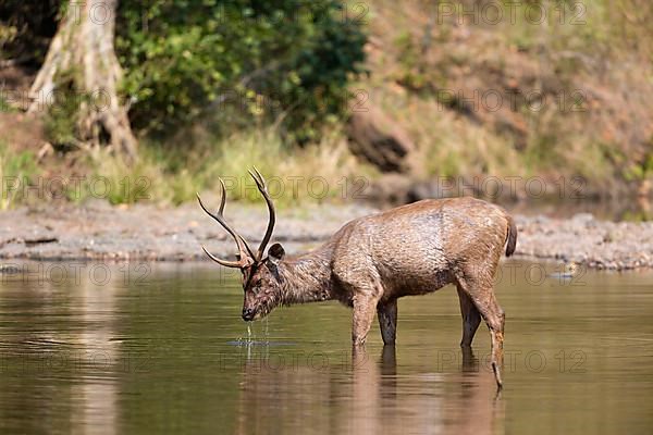 Sambar deer