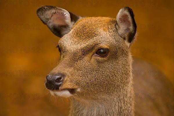 Sika Deer