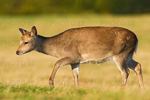 Sika deer