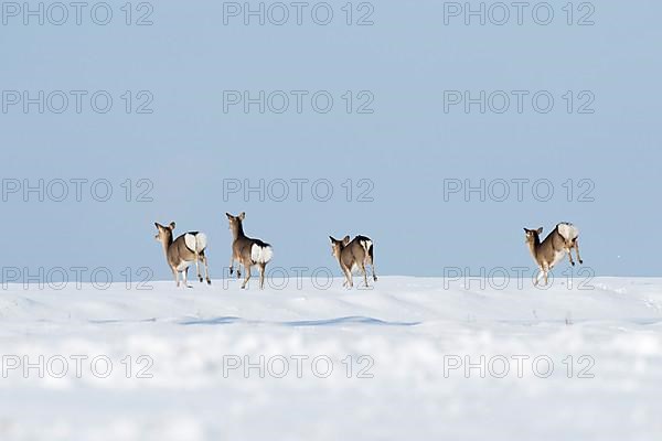 Sika deer