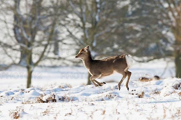 Sika deer