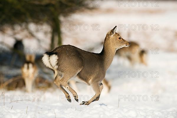 Sika deer