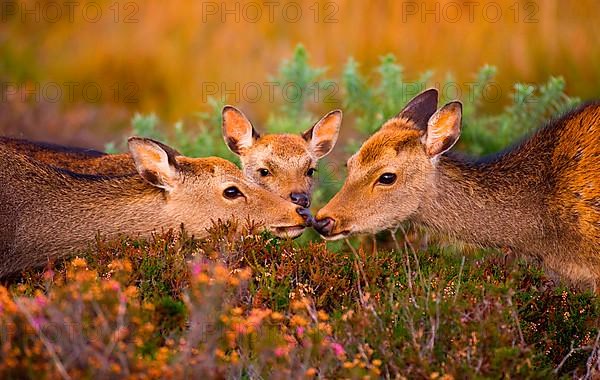 Sika deer