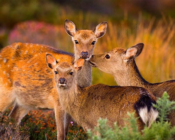 Sika deer