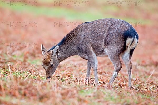 Sika deer