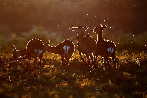 Sika Deer