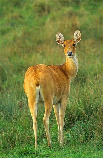 Barasingha