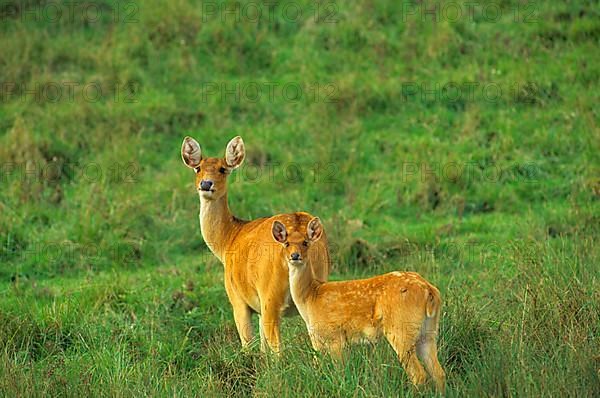 Barasingha