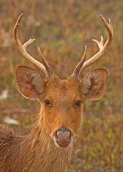 Swamp deer