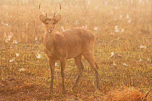 Swamp deer