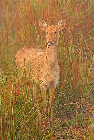 Swamp Deer