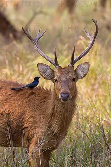 Marsh deer