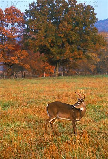 White-tailed deer