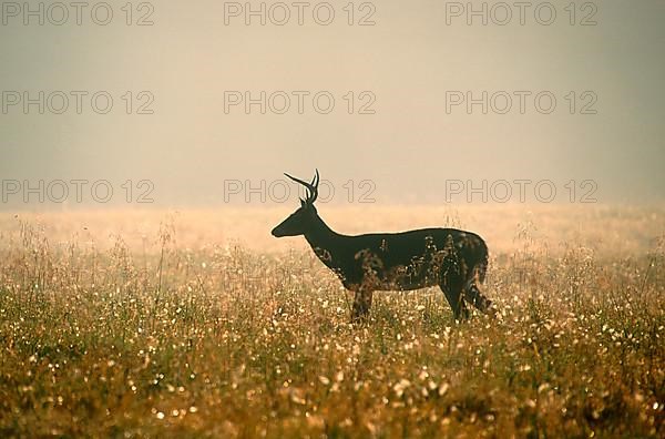 White-tailed deer