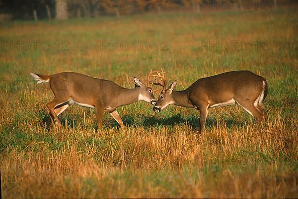 White-tailed deer