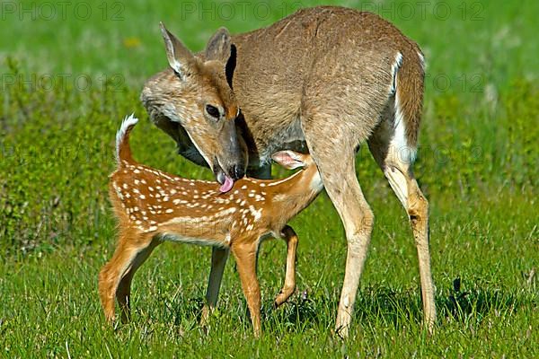 White-tailed Deer