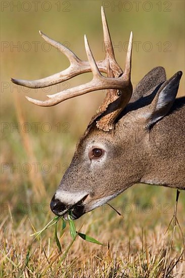 White-tailed Deer