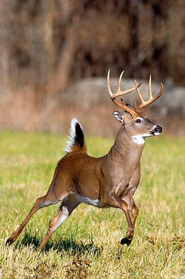 White-tailed Deer