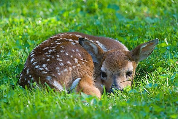 White-tailed Deer