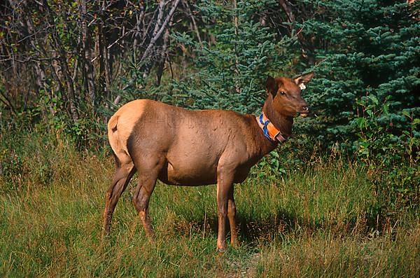 Red deer