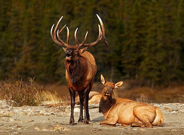 American Elk