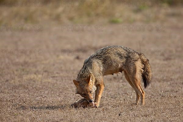 Golden Jackal