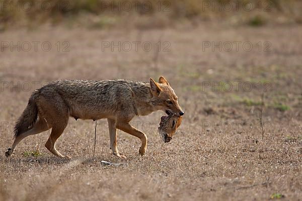 Golden golden jackal