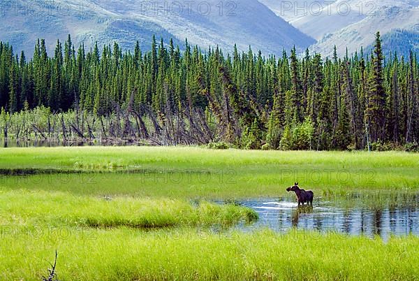 American Moose