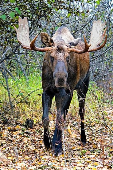 American Moose