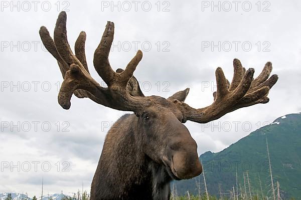 American Moose