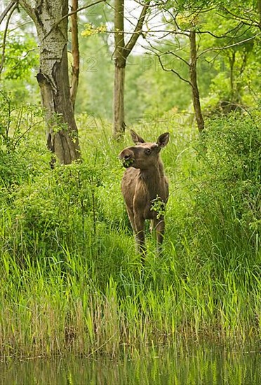 European moose