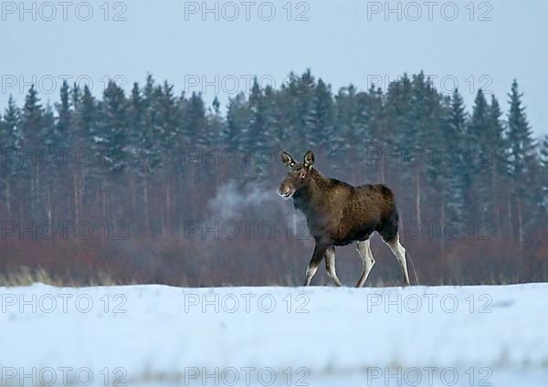 Eurasian elk