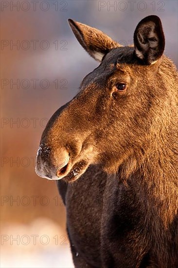 Eurasian elk