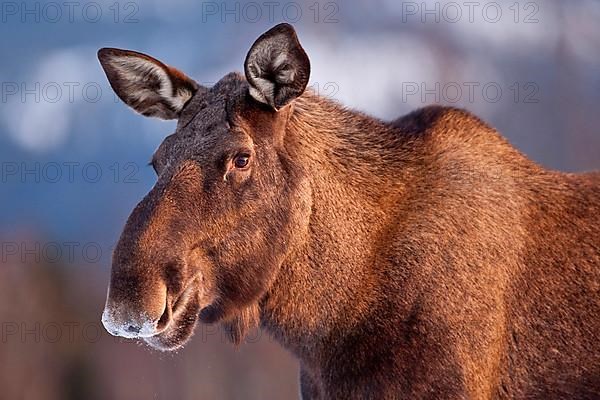 Eurasian elk