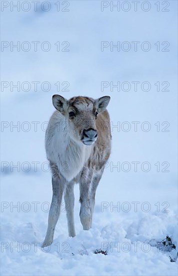 Reindeer