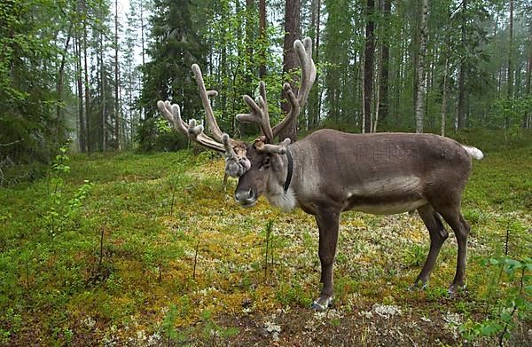 Reindeer