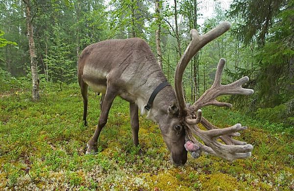 Reindeer